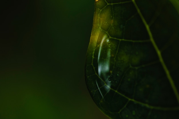 article
